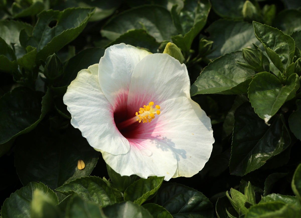 Gros plan d'une seule fleur d'hibiscus blanche.