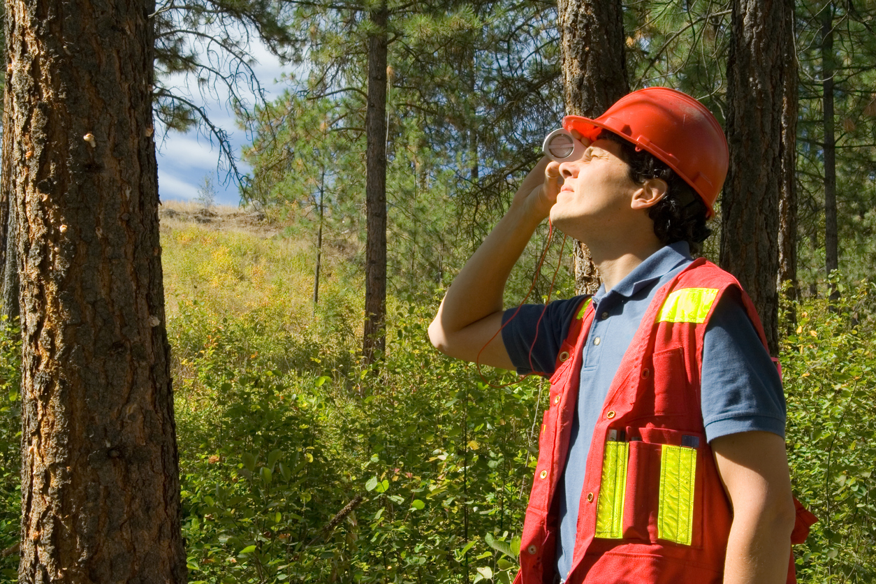 forestier en gilet utilitaire inspectant un arbre dans la forêt