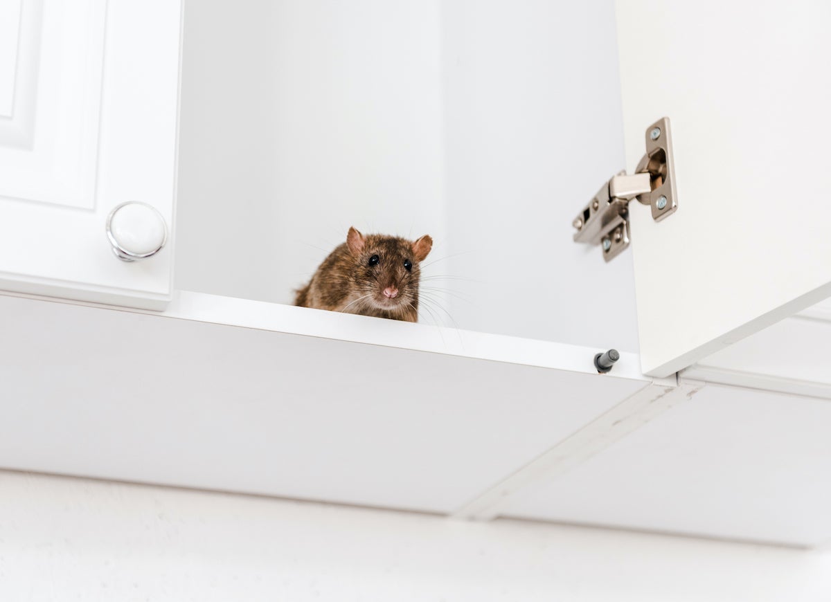 8 Pest-Control Myths You Shouldn’t Believe