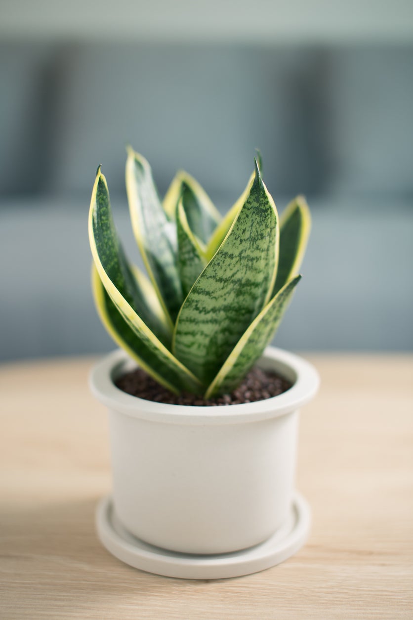 15 Snake Plant Varieties for Low-Maintenance Living Decor