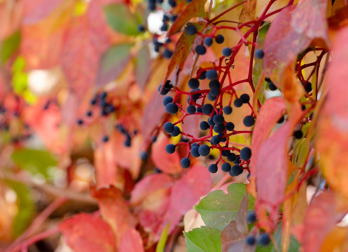 10 Garden Plants That Will Feed Backyard Birds in Fall and Winter