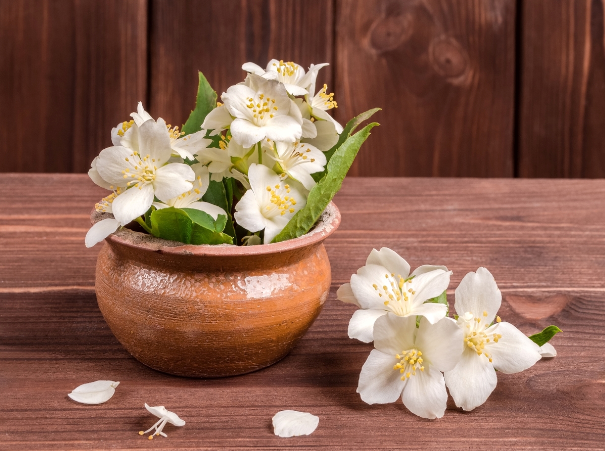 White jasmine flowers on table.