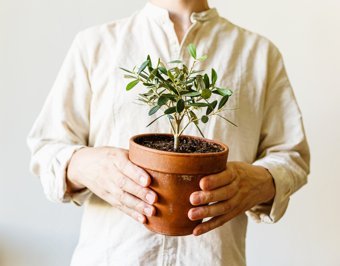 how to grow an olive tree indoors