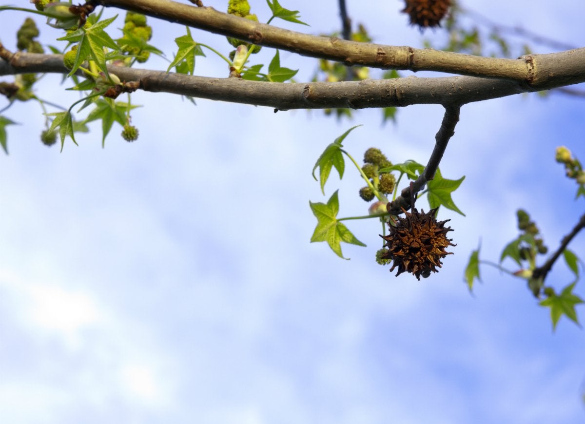 10 Trees That Spell Trouble for Your Yard