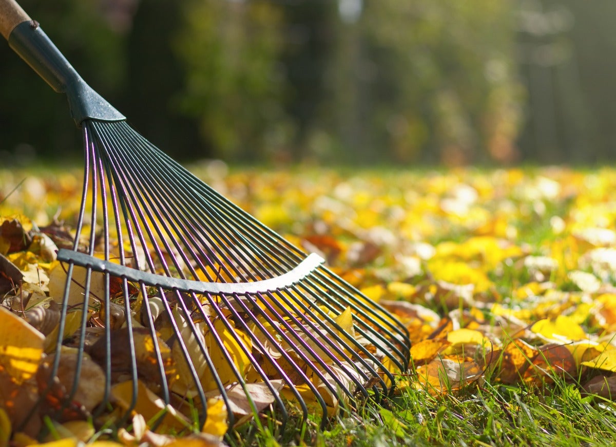 10 Ways Your Backyard Garden Can Combat Climate Change