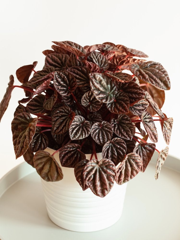 Count On These 25 Indoor Plants for Easy Color Year-Round