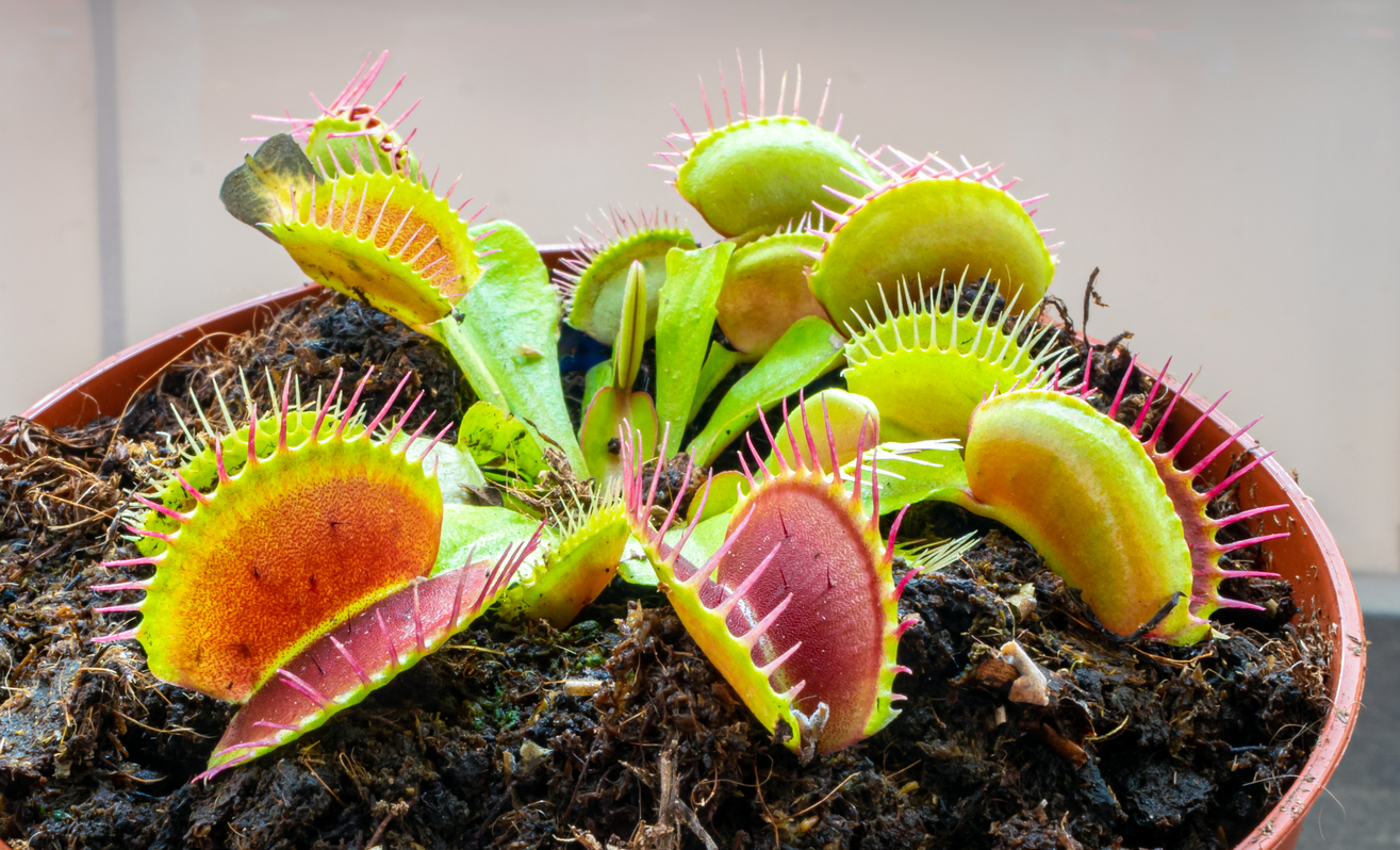 iStock-1281762883 plantes d'intérieur les plus difficiles à maintenir en vie plante en pot piège à mouches de Vénus