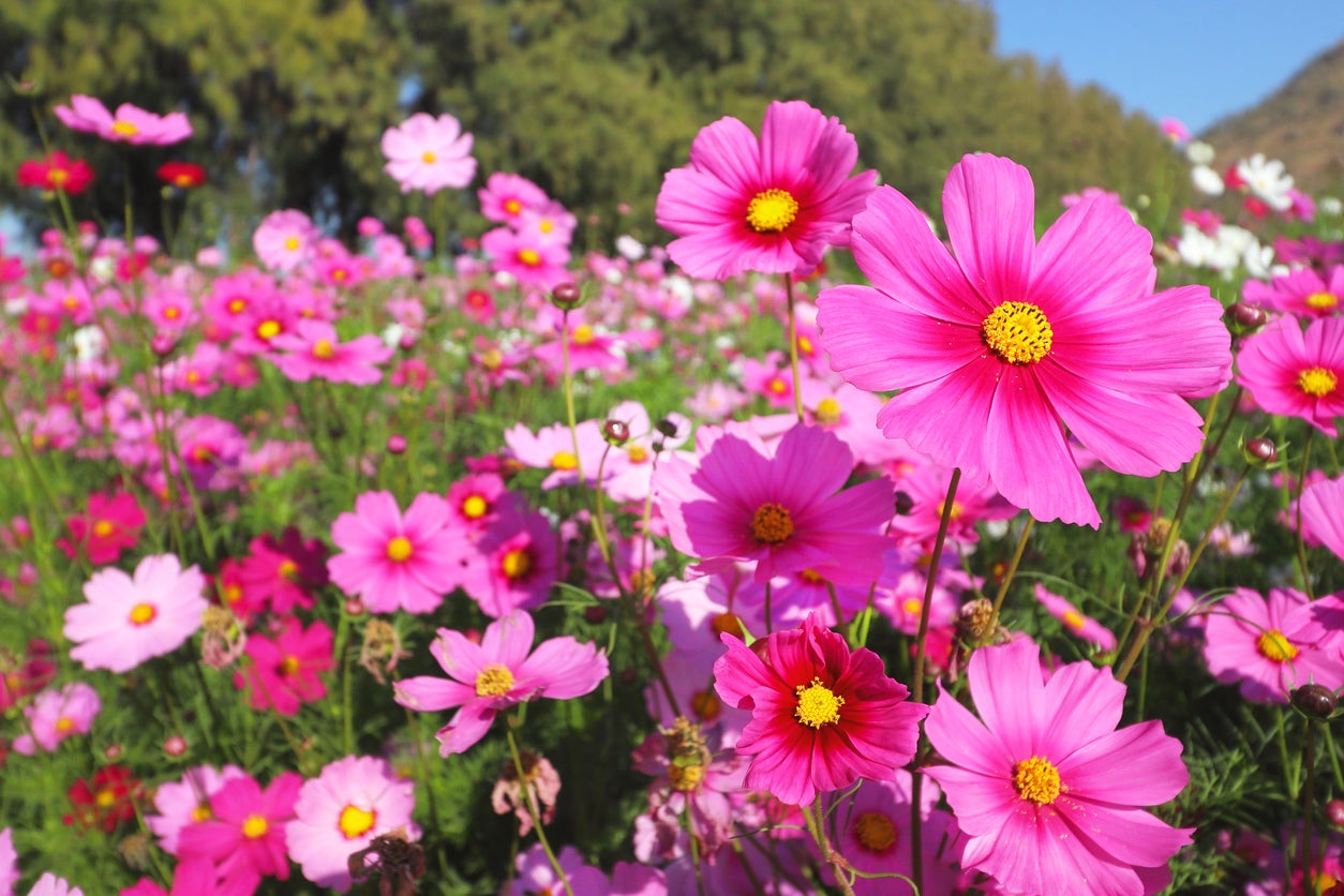 11 Florals That Will Give Your Garden an English Cottage Feel