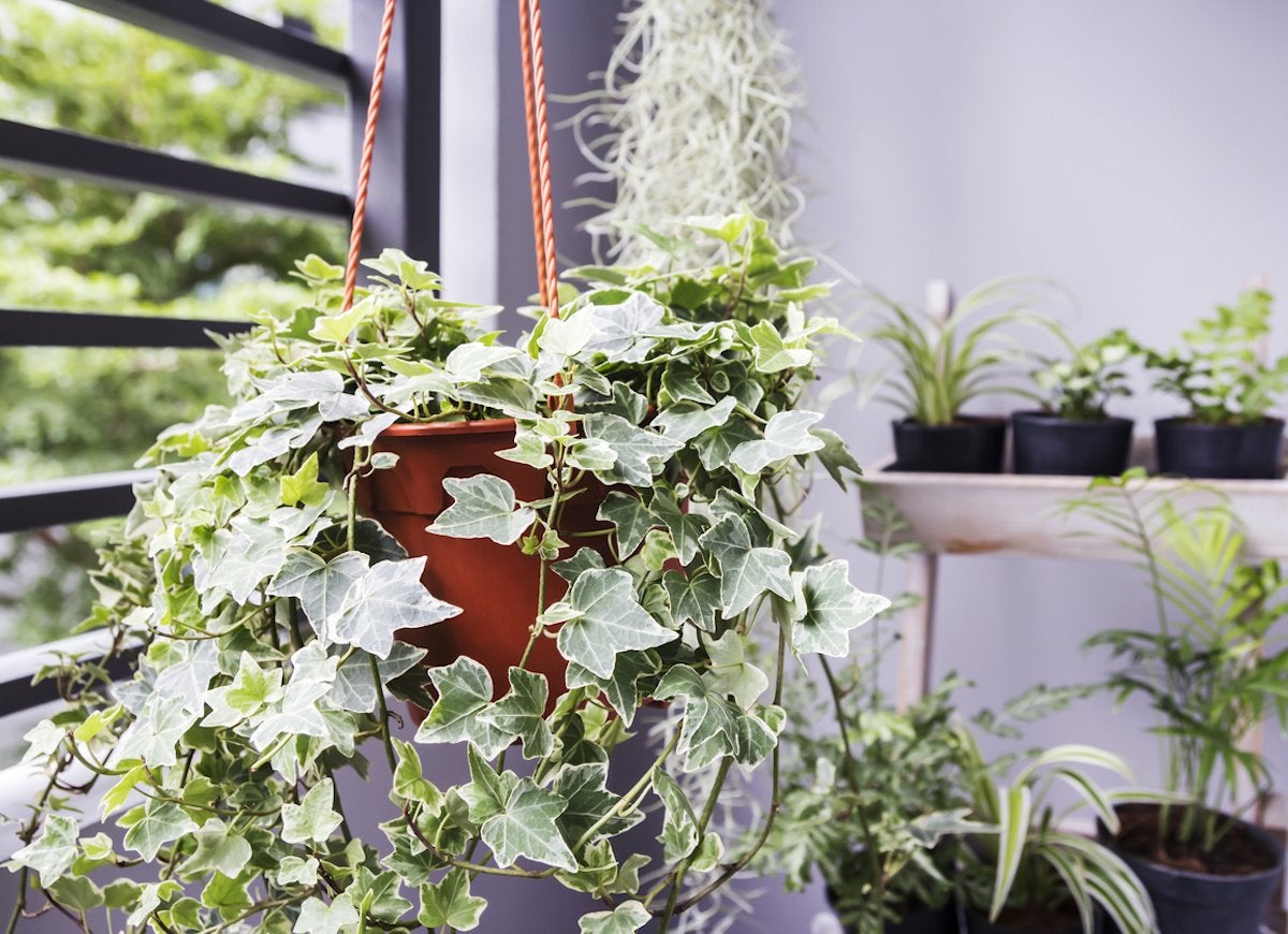 10 Low-Maintenance Houseplants to Keep Indoor Air Fresh