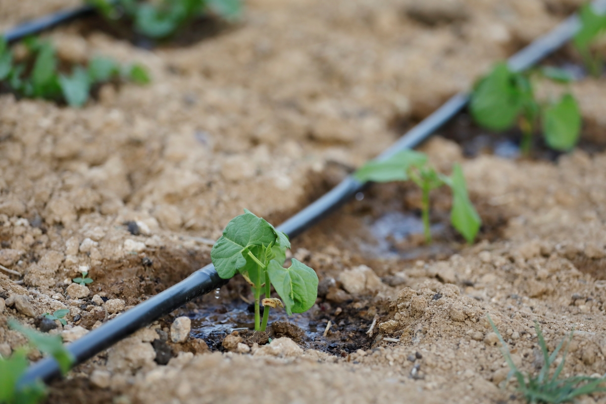 best time to water plants - black drip irrigation pipe