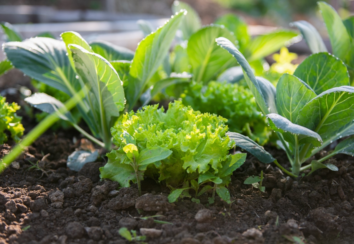 Leafy greens in garden bed.