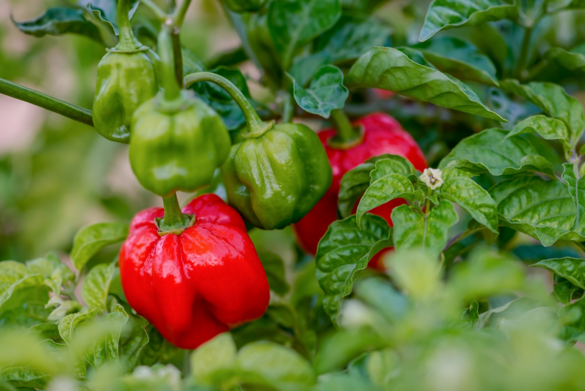 types de poivrons - scotch bonnet plant