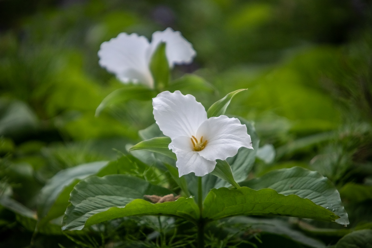 types of wildflowers wake robin