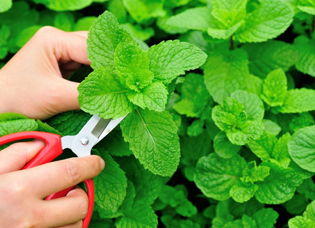 8 First Aid Supplies You Can Grow at Home