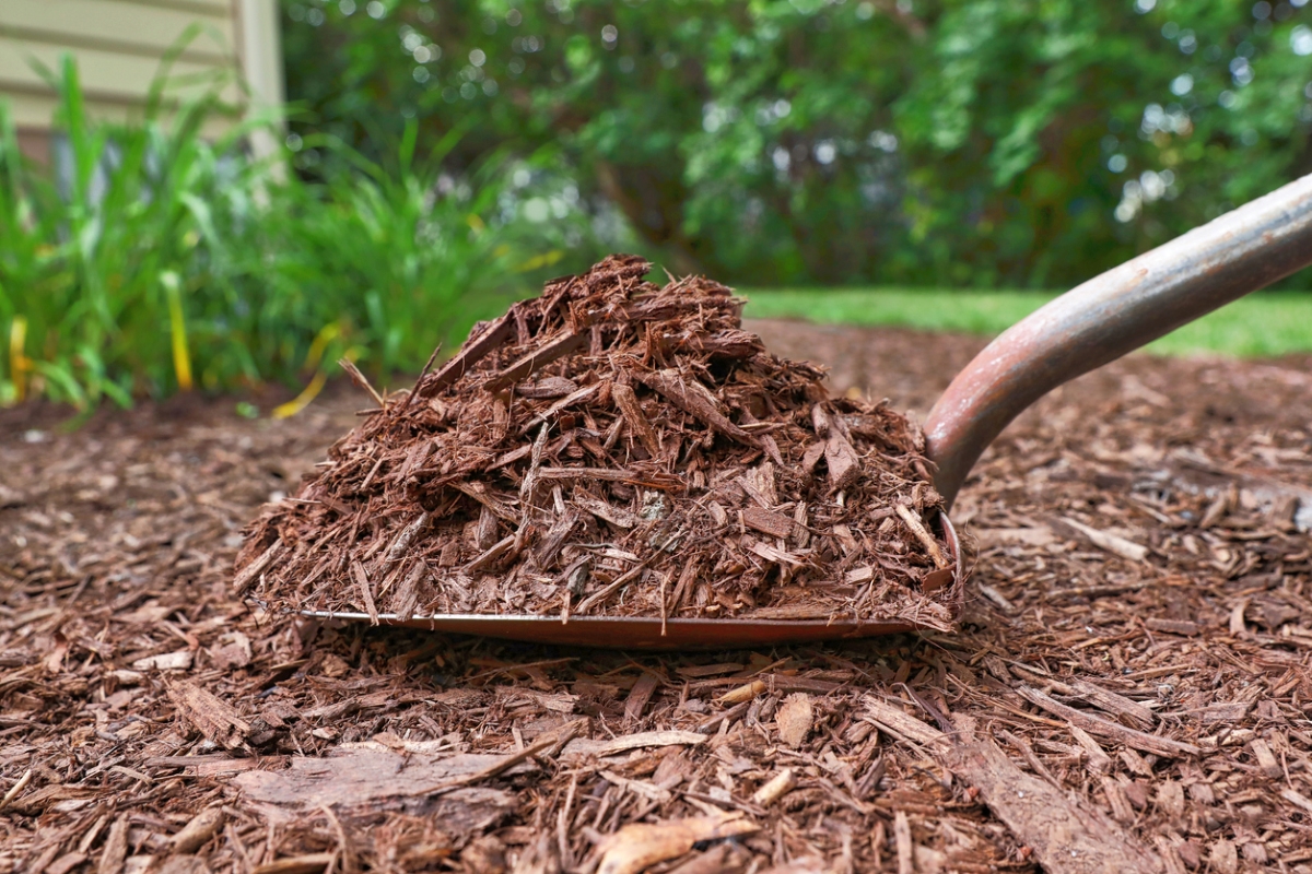 Mulch on shovel