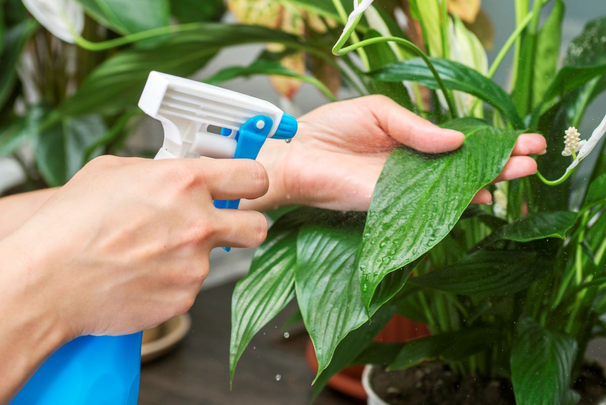 How to Help Your Houseplants Survive the Winter