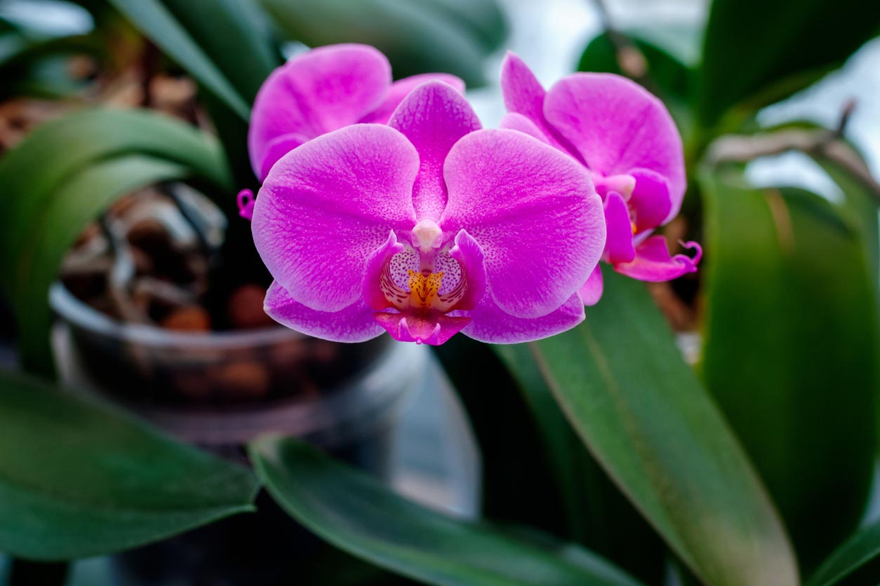 Orchid Care