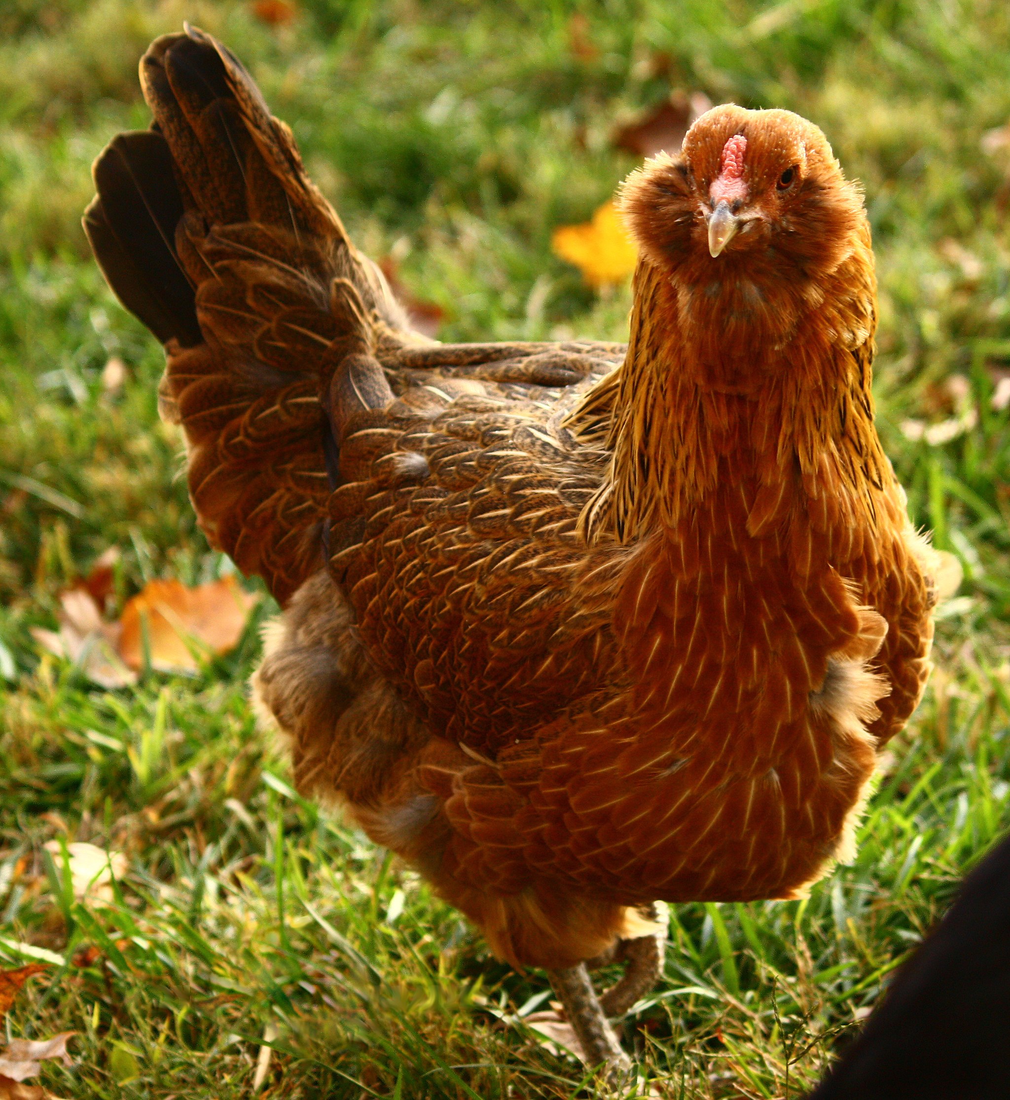 types of chicken