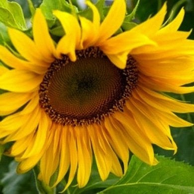 10 Not-to-Be-Missed Sunflower Blooms