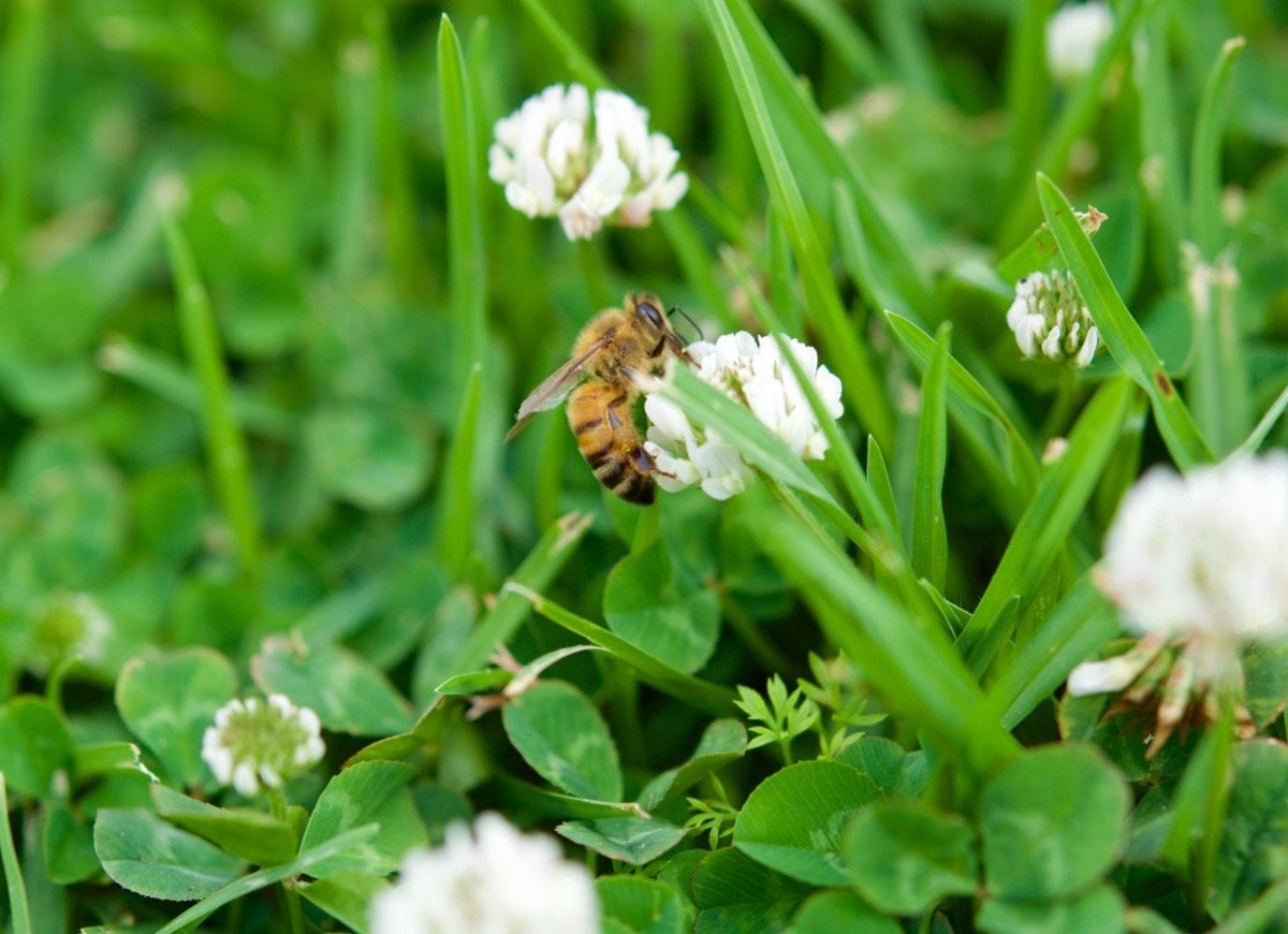 12 Ways to Be a Good Neighbor—to Your Backyard Wildlife