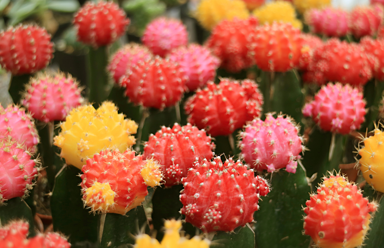 types of succulents moon cactus