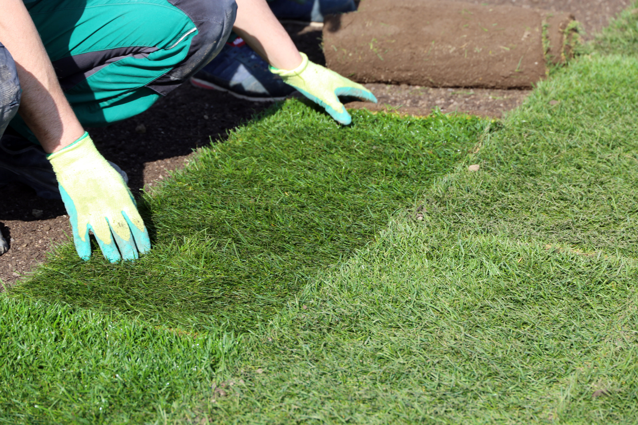 iStock-1143322569 dirty paw tricks gardener laying out turf