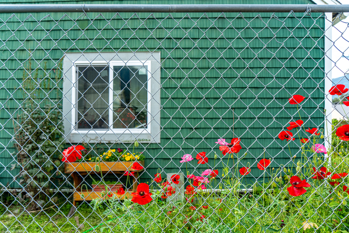 Une clôture à mailles losangées bordée de fleurs de coquelicots rouges se trouve devant une maison verte.