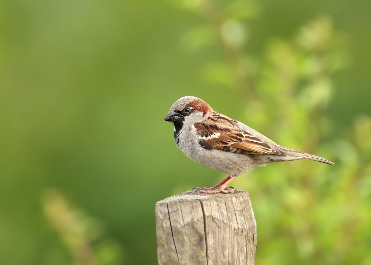 brown house sparrow