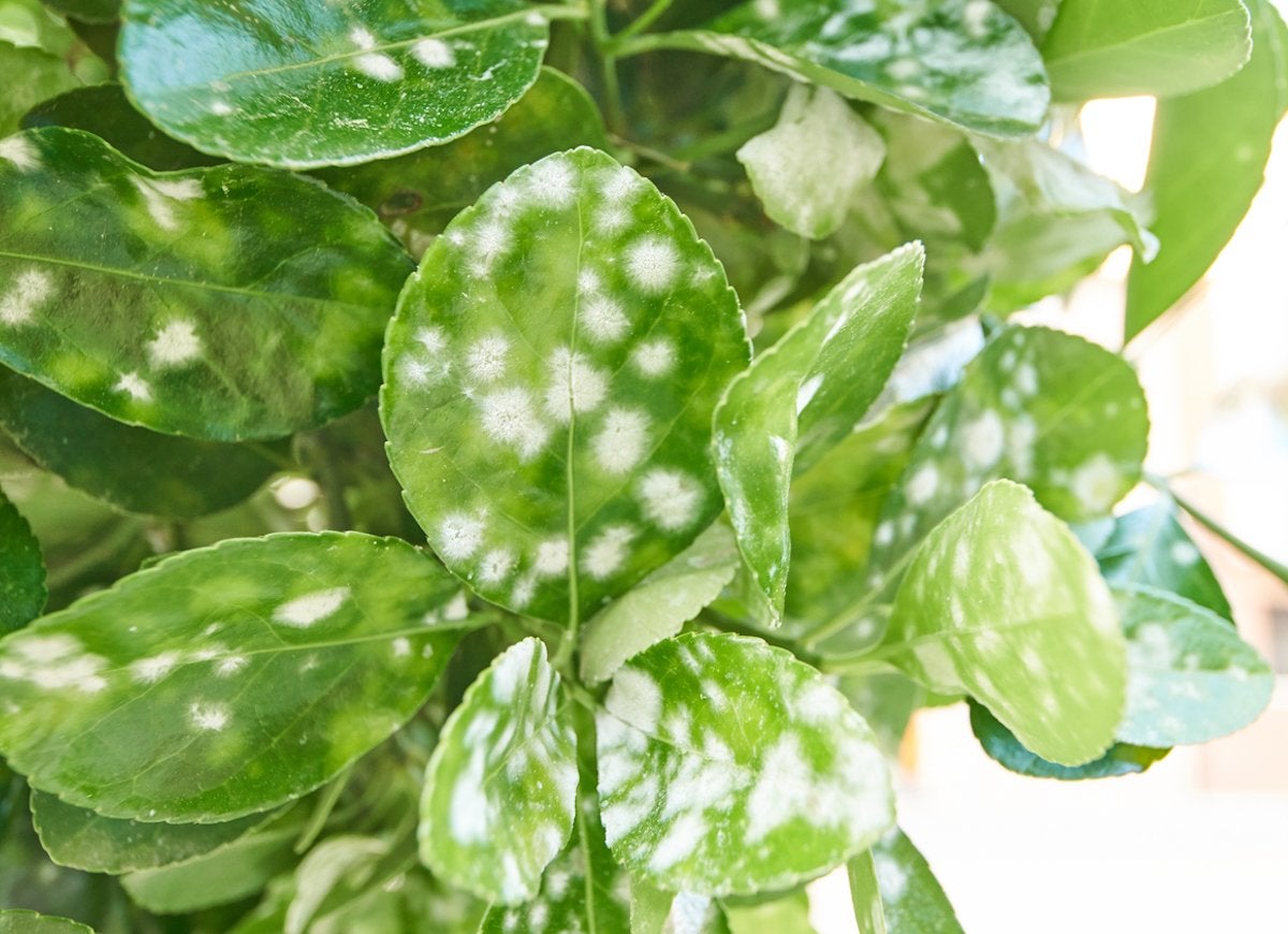 14 Symptoms of an Unhappy Houseplant (and How You Can Treat Them)