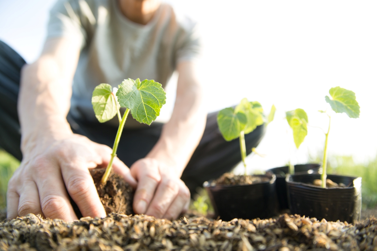 Gardener is transplanting okra seedlings in the garden.