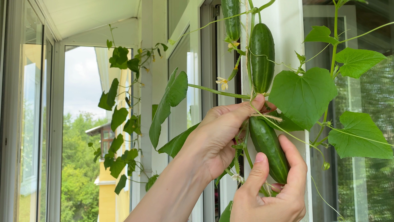 légumes grimpants