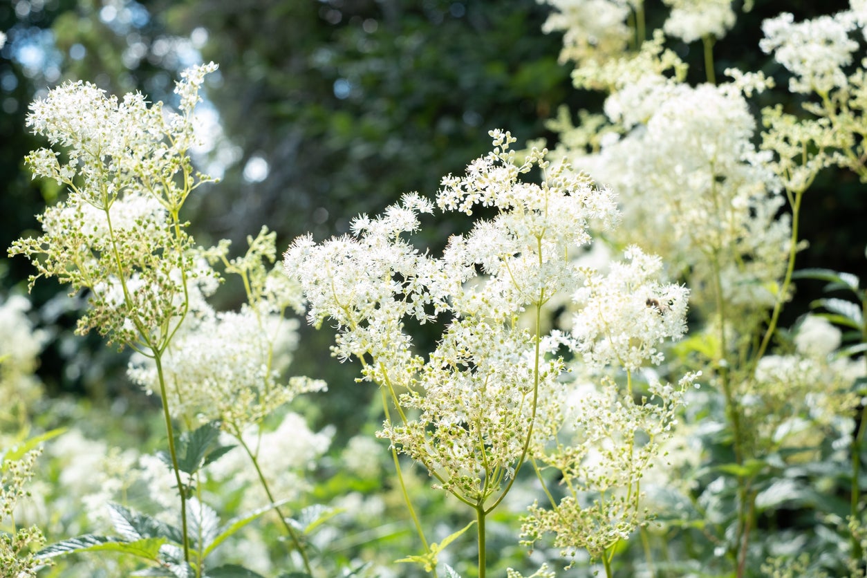 10 plantes de jardin pluvial qui peuvent aider à réduire le ruissellement