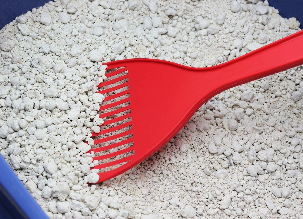 10 Astonishing Feats You Can Accomplish with Kitty Litter