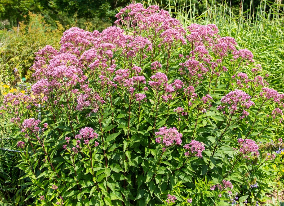 10 fleurs d'automne résistantes au froid