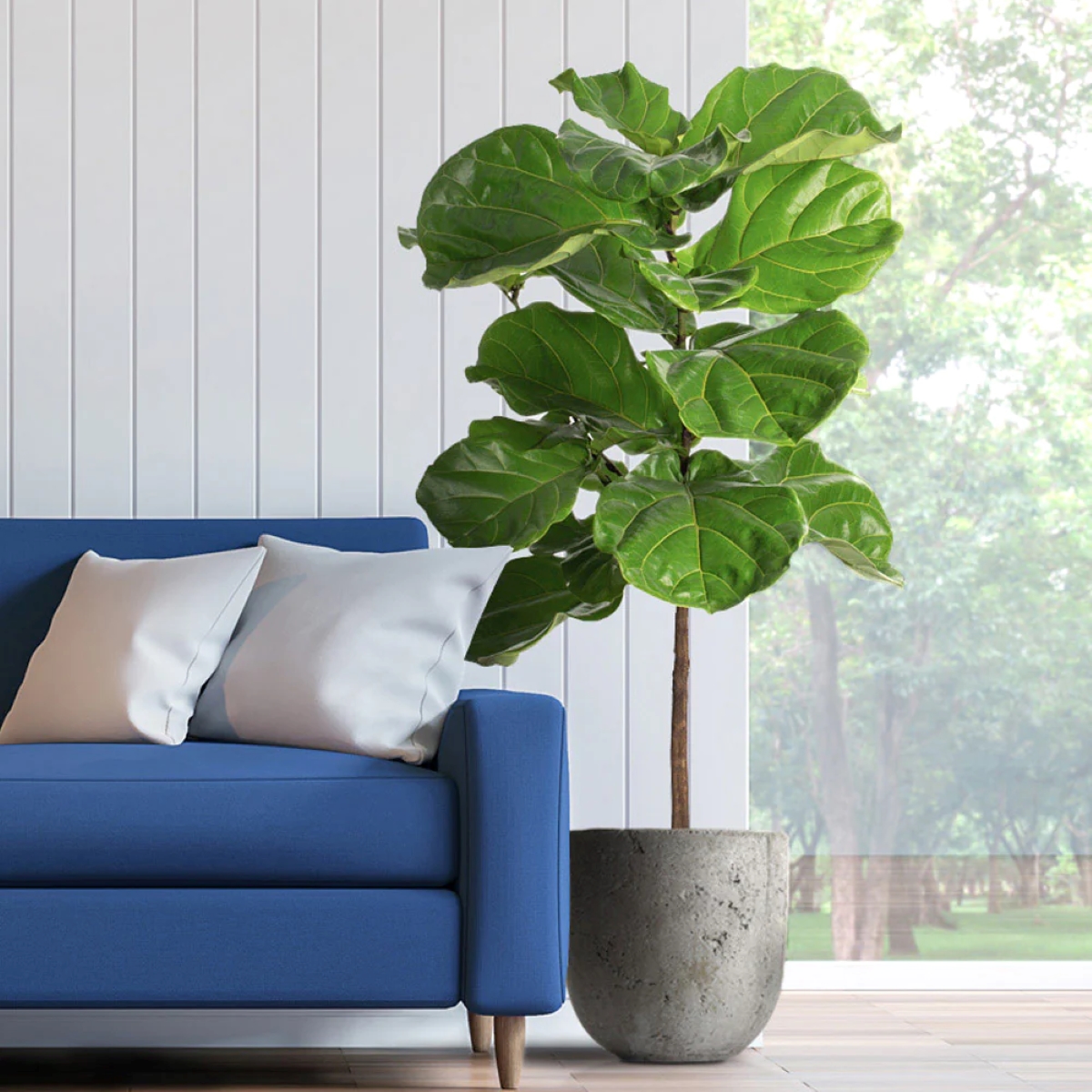 Large fiddle leaf fig tree next to blue couch