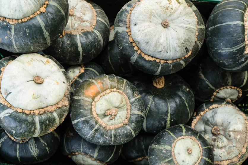 types of squash