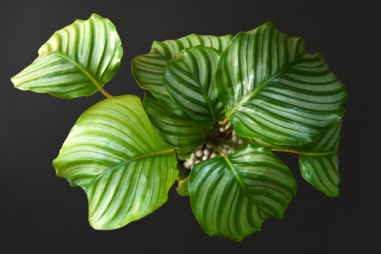 Beautiful exotic 'Calathea Orbifolia Prayer Plant' houseplant with round leaves with stripes on dark black background