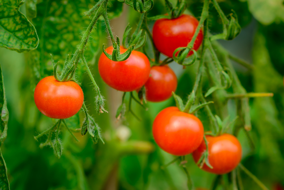 Les meilleures options d'engrais pour les tomates