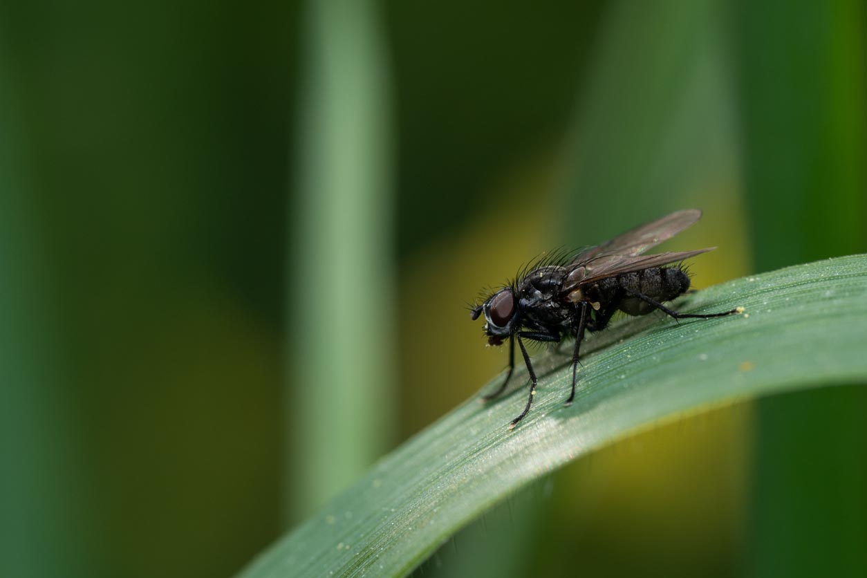 Common Garden Pests Cabbage Maggots