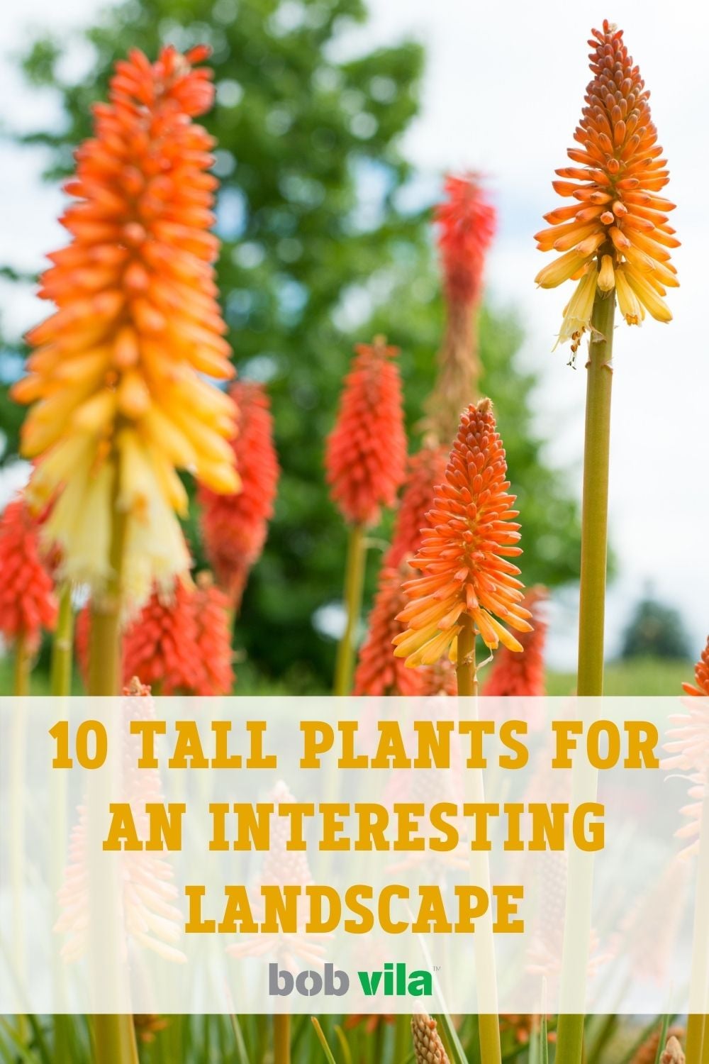 10 Tall Plants for an Interesting Landscape