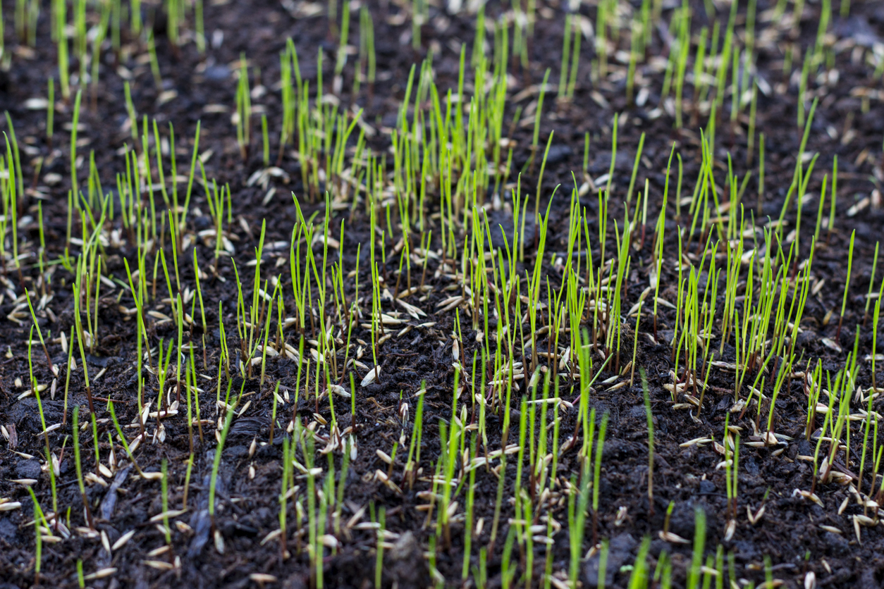 how long does it take grass to grow