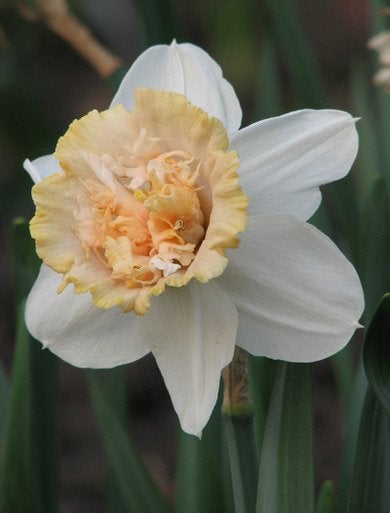 9 Daffodils to Cheer Up Your Garden