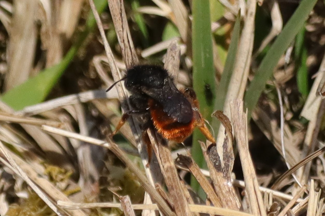 types of bees - mason bee