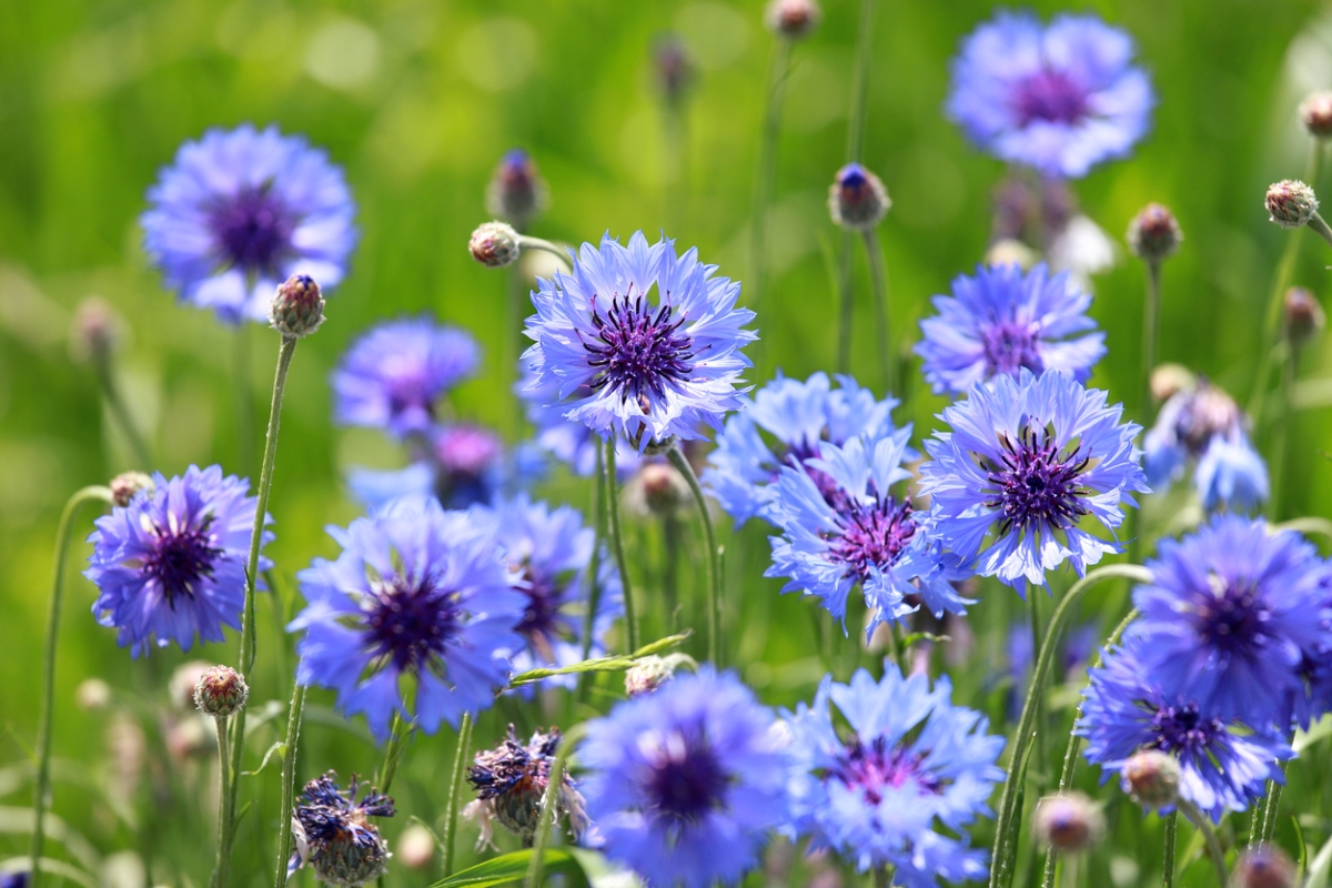 Blue cornflowers