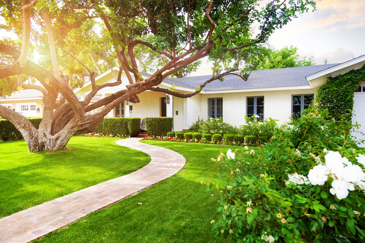 large tree in front yard with manicured lawn bright sunlight