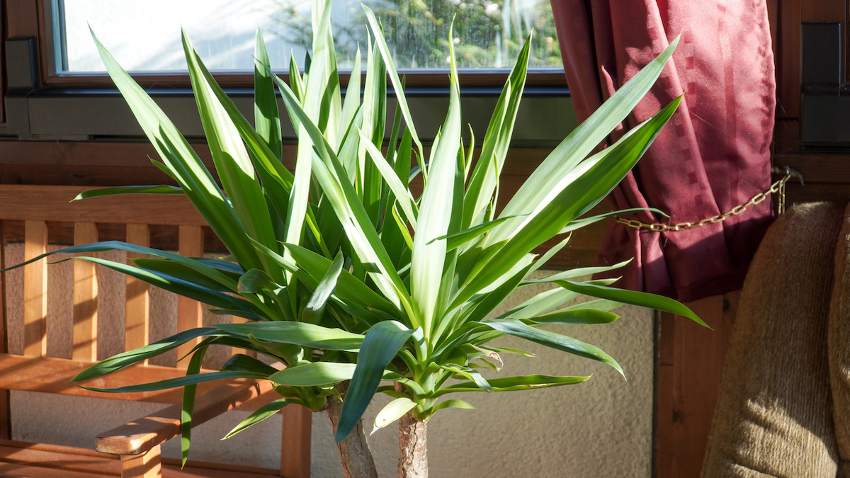 yucca plant care