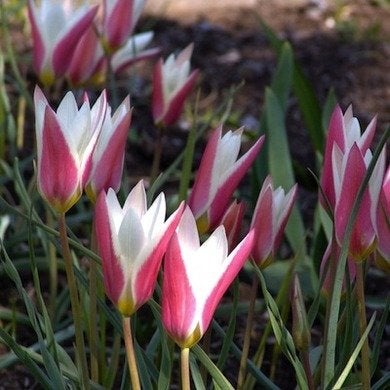 Botanical Tulips: Jewels of the Garden