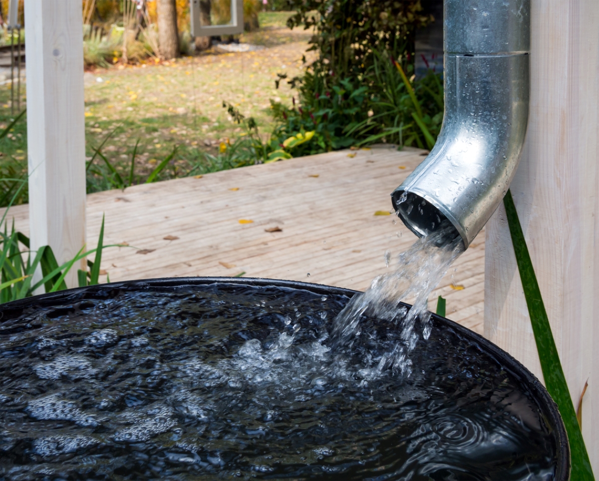 Rain water collected in open barrel