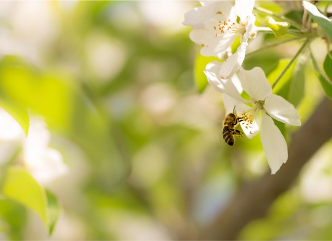 carpenter bee vs bumblebee