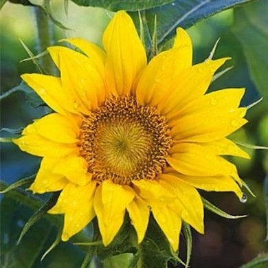 10 Not-to-Be-Missed Sunflower Blooms